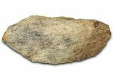Dinosaur (Triceratops) Frill Shield Section - Montana #347960-1